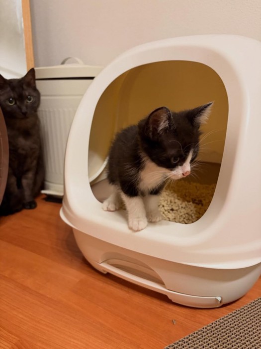 猫トイレから出てくる子猫