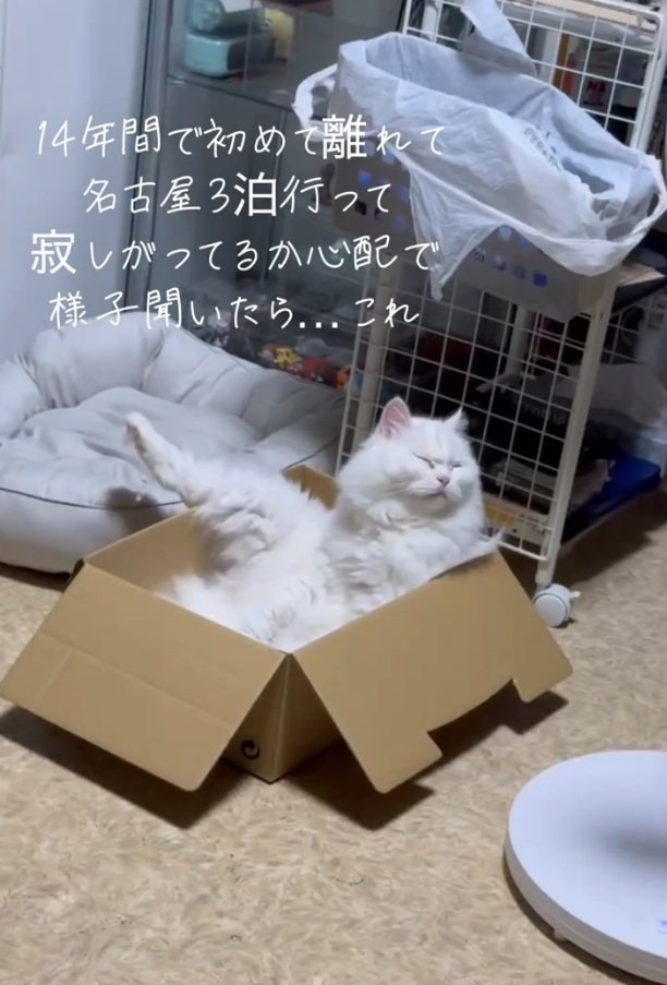 くつろぐ猫