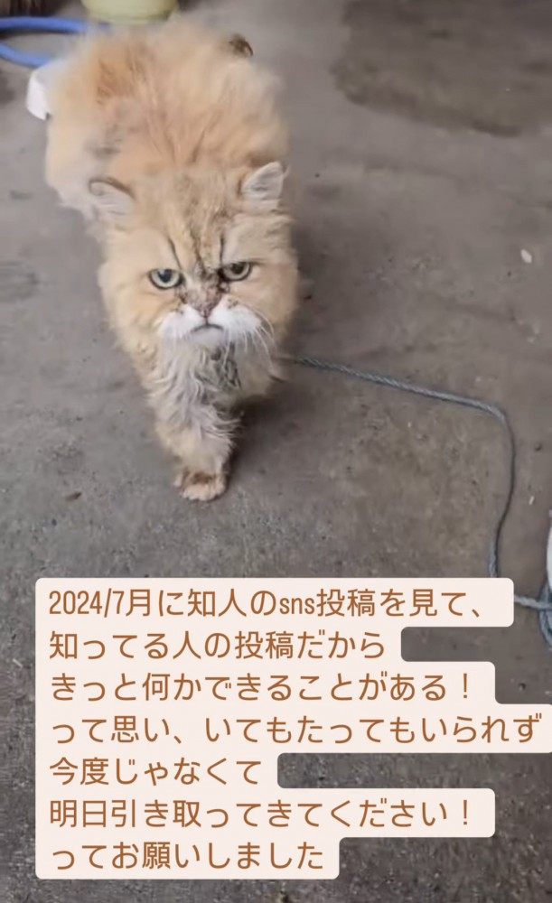 カメラを見る猫