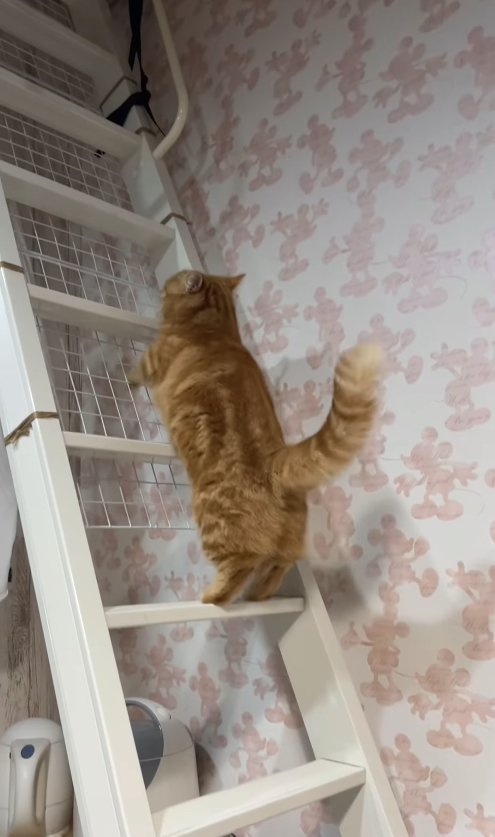2本足でハシゴの真ん中あたりに立っているオレンジ猫