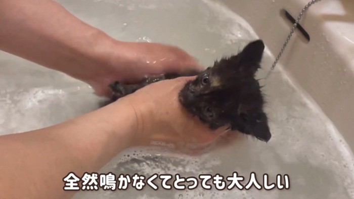 お湯に浸かる子猫