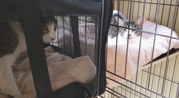 ケージ越しに対面する2匹の子猫