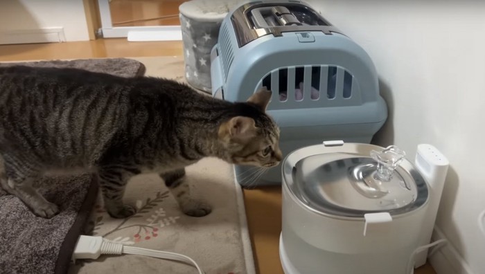 給水器に近づくキジトラ