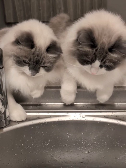 シンクを見ている猫