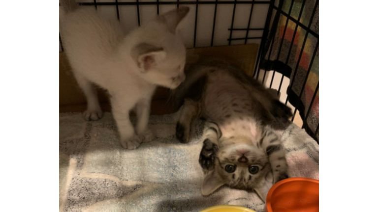 ケージの中にいる子猫