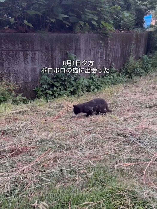 草むらにいる猫