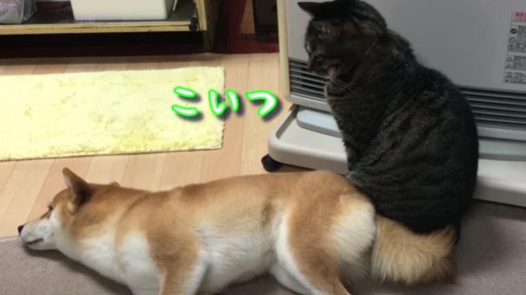 ストーブの前に座る猫と犬