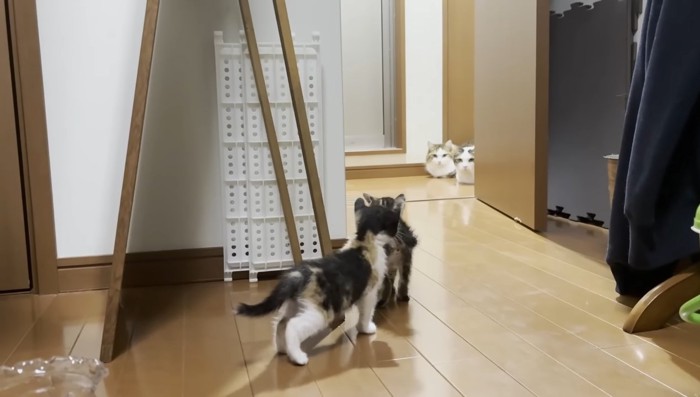近づいて行く子猫たち