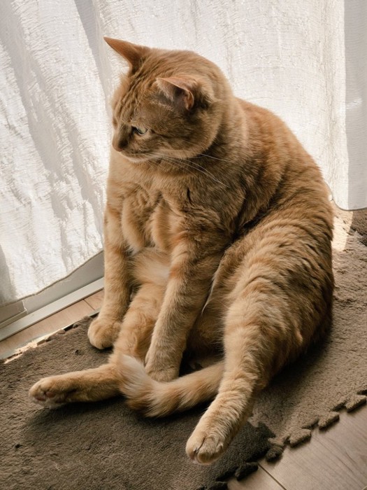 休憩中のきなこくん