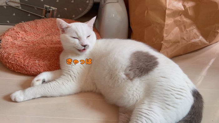 「きゃっは」と鳴く猫