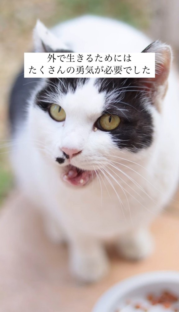 鳴いている猫