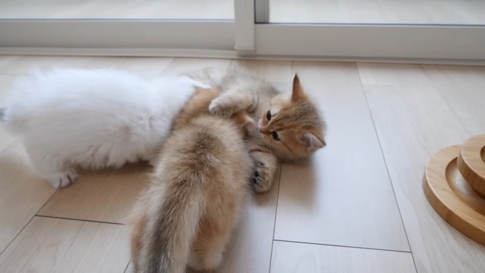 毛繕いをし始める子猫たち