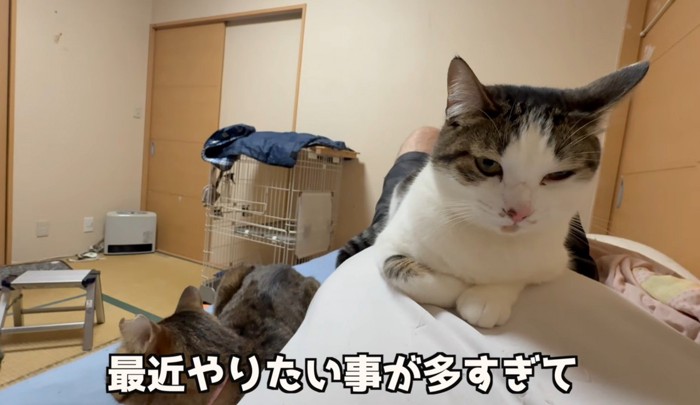 白い猫