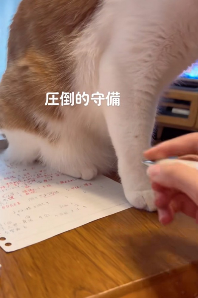 宿題の上に座った猫