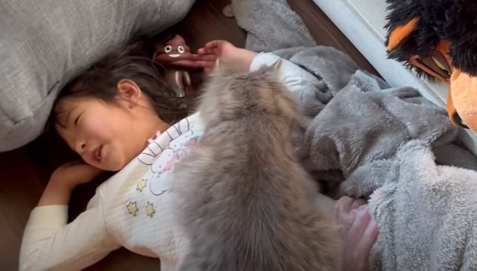 仰向けの子供の胸の上に乗る猫