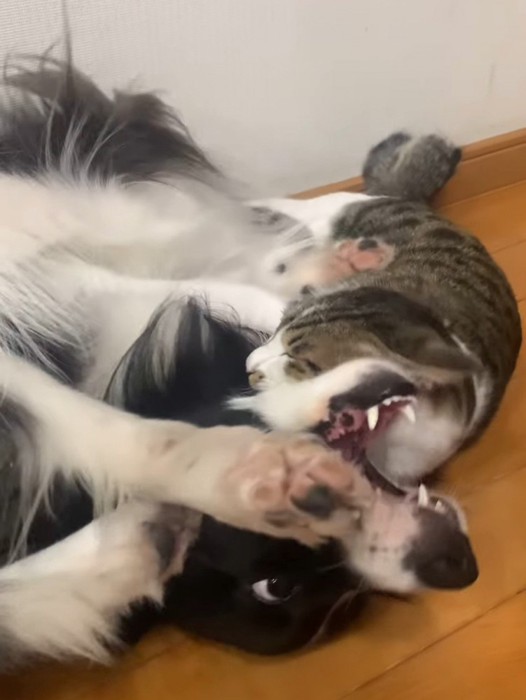 仰向けで暴れる犬