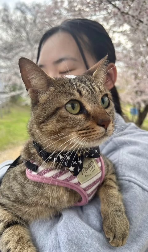 桜の花びらを頭に乗せている猫
