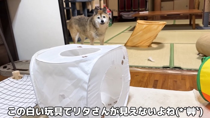 のぞきこむリキくん