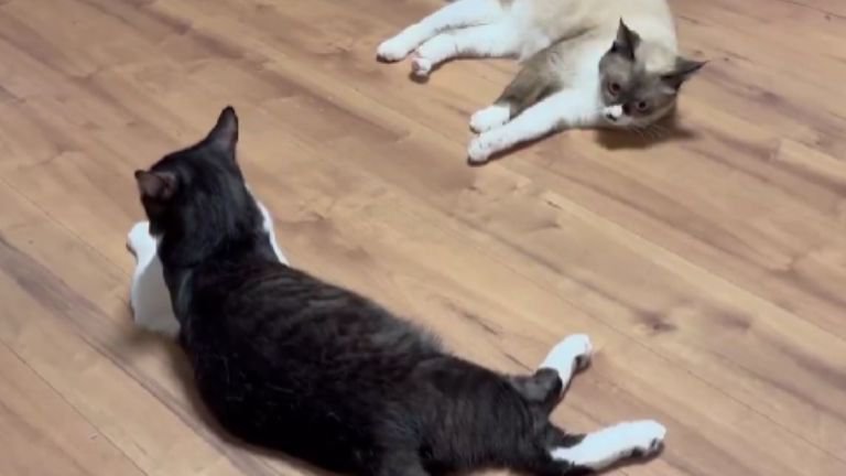 室内にいる猫たち