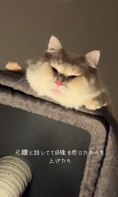 キャットタワーの上から顔を出す猫（ややアップ）