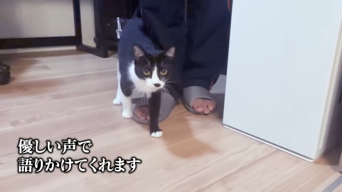 人の足元に立つ子猫