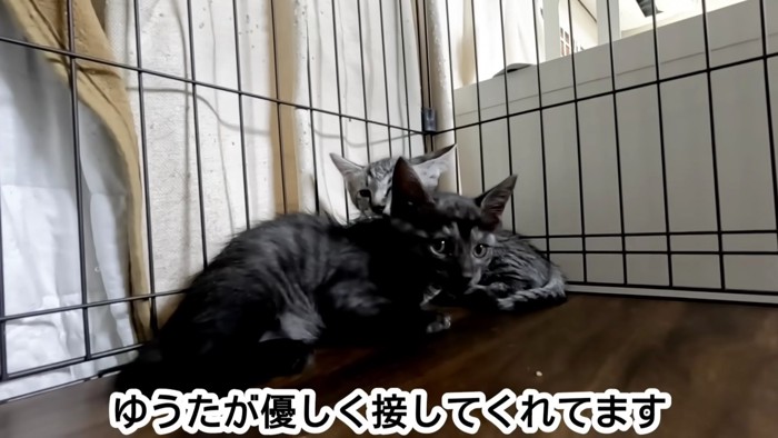 2匹の子猫