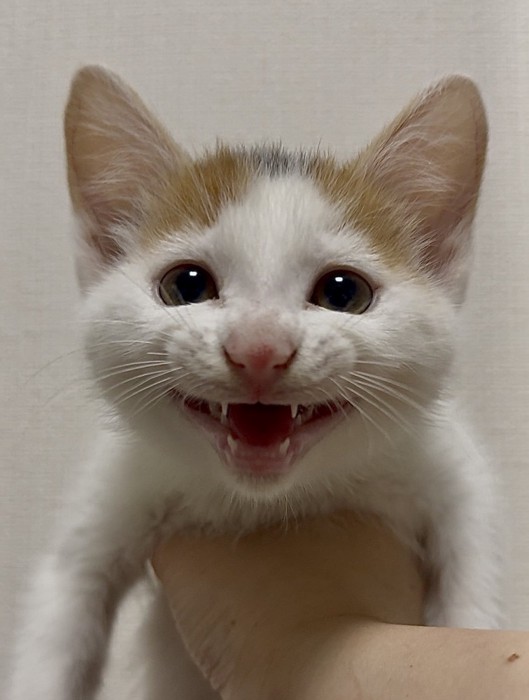 口を三角形に開いた笑顔の子猫