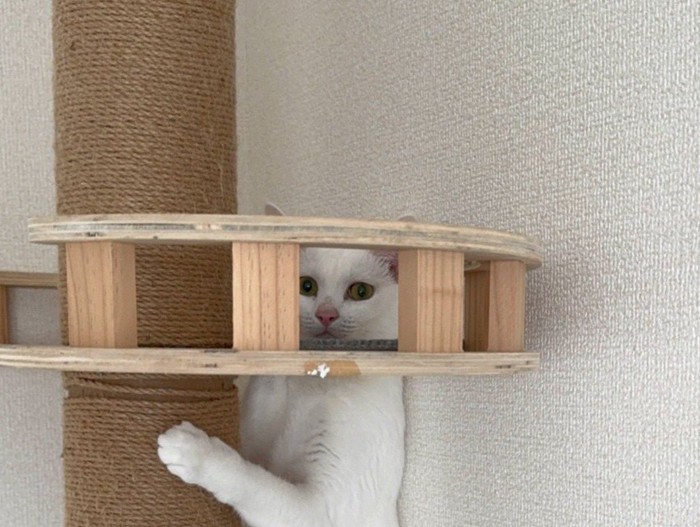 頭を隠す猫
