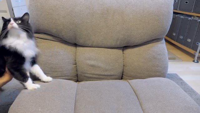 抱き上げられる猫