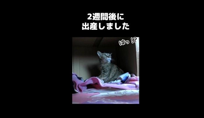 上を見る猫（2週間後に出産しました）