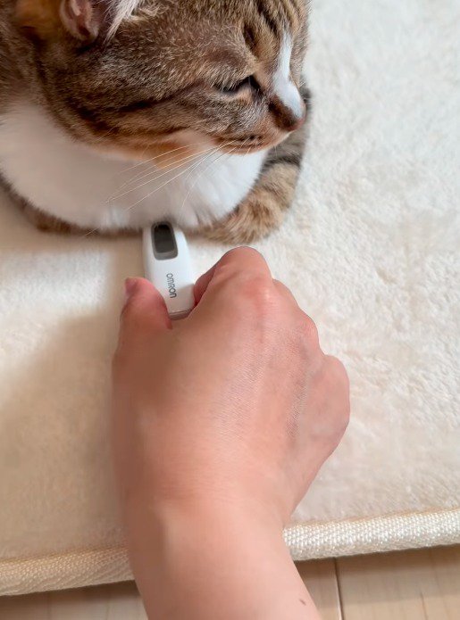 香箱座りをしている猫の胸の下に体温計を入れる飼い主