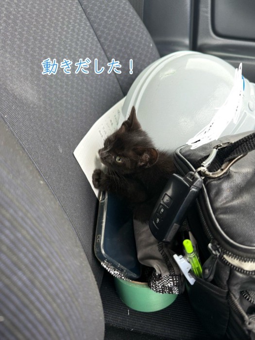 顔をあげる子猫