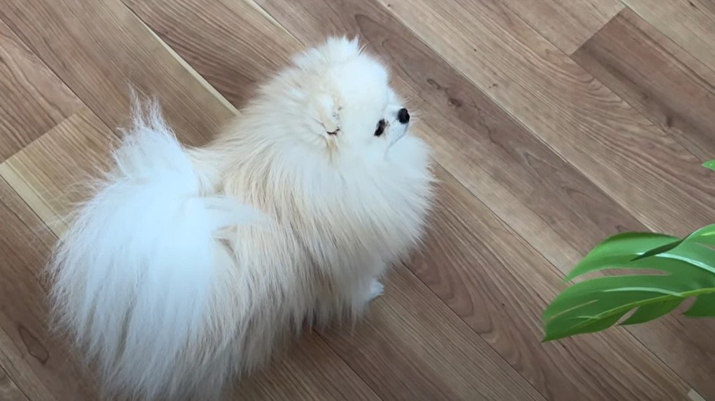 上を見上げる犬