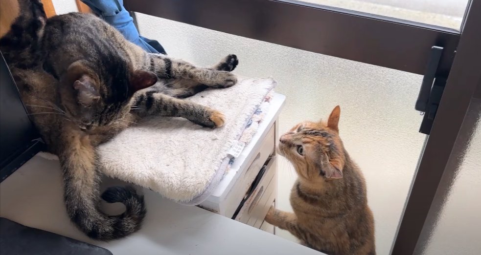 引き出しの上で毛繕い猫と引き出しに手を置いて見上げる猫