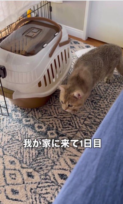 キャリーバッグの横に立っている猫