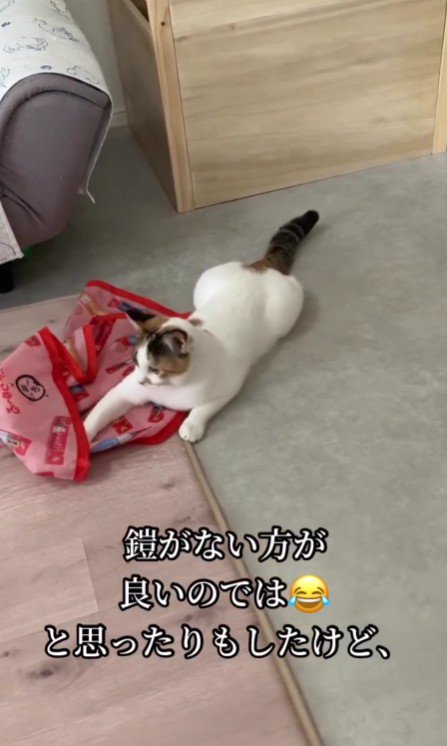 ボールを見失う心福ちゃん