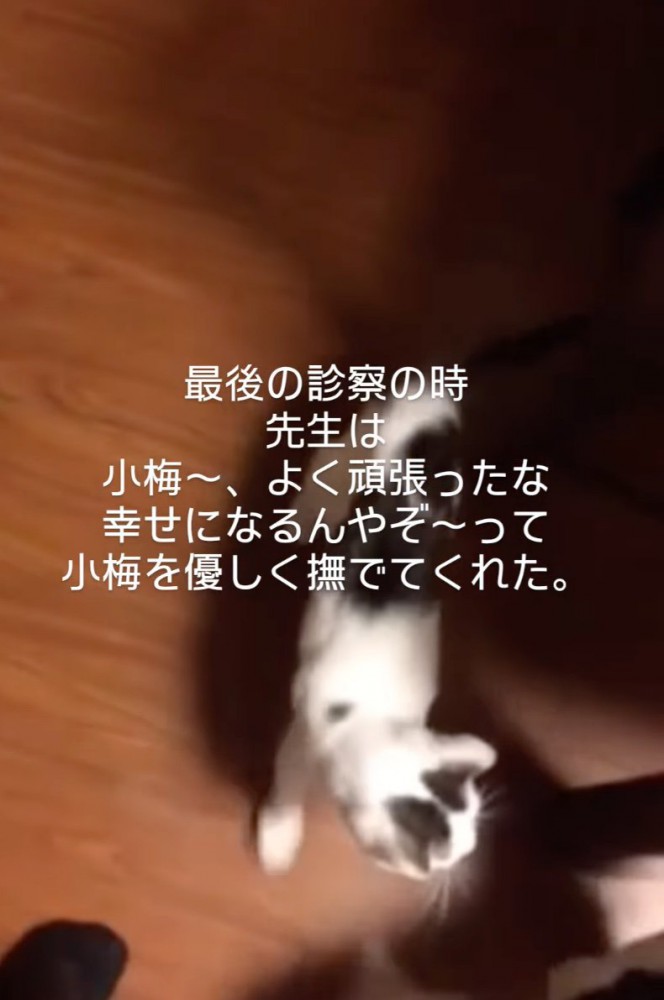 他の猫を追いかける子猫