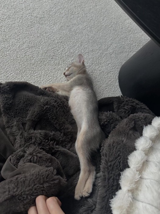 毛布で眠る子猫