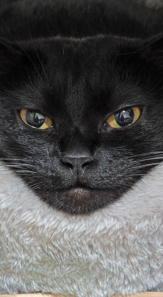 グレーのペット用ベッドの中から飼い主を見つめる猫