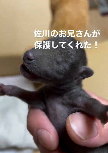 抱き上げられた動物の赤ちゃん