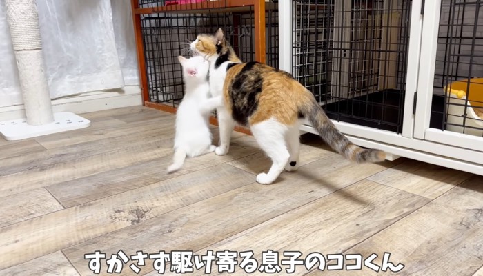 三毛猫にくっつく白子猫