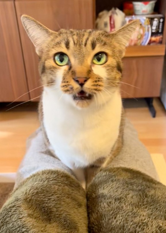 口を開く猫