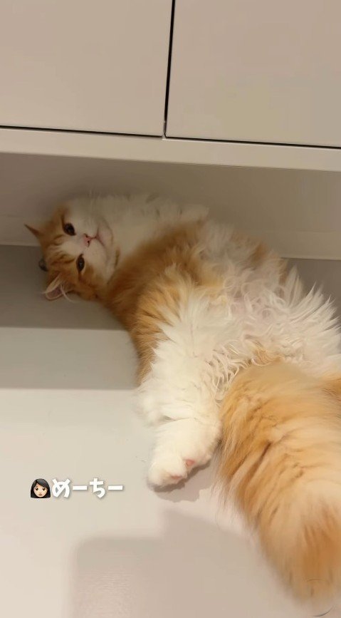 別の場所で寝転がる子猫に名前を呼ぶ飼い主