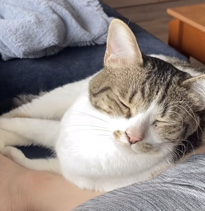 嫌そうな顔の猫の写真2