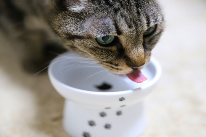 ごはんを食べるキジトラ猫