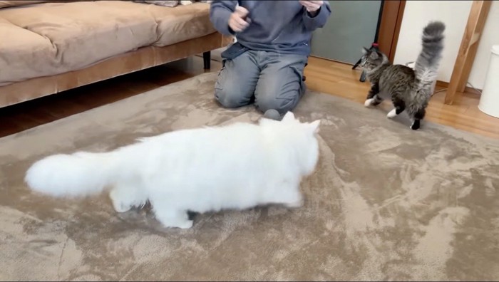 男性が持っている猫じゃらしを目で追うキジトラ猫