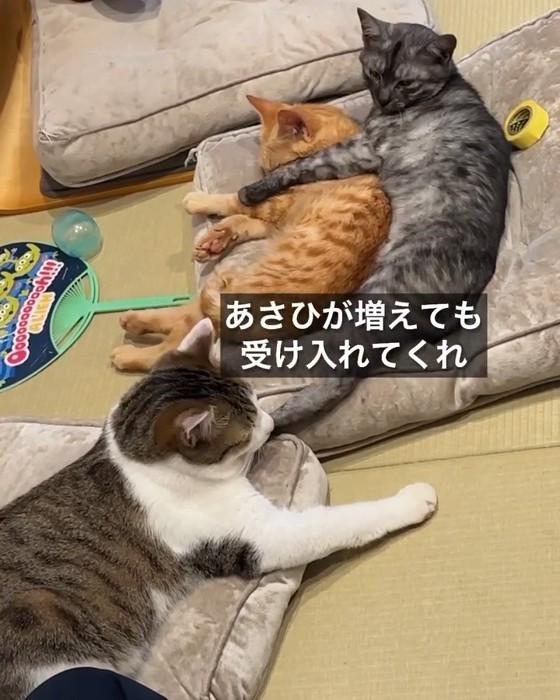 茶トラ猫を抱きしめる猫