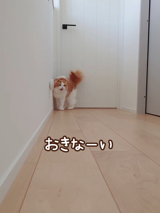 ドアの前で鳴く猫