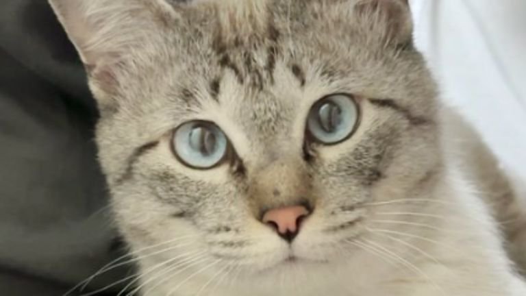 膝に乗っている猫