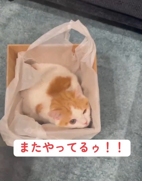 ゴミ箱の中に入る猫
